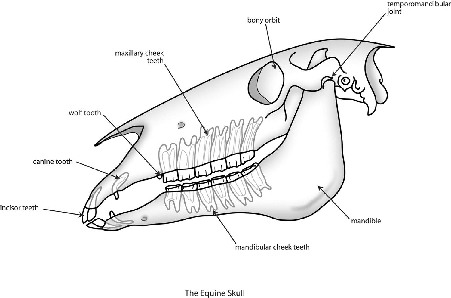 equine tooth anatomy
