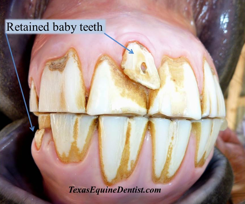 horse age teeth photos