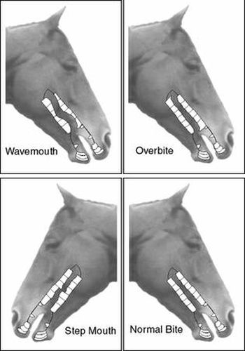 Texas Equine Dentistry Blog - Texas Equine Dentistry Blog