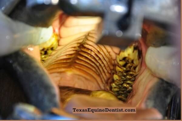 Step By Step Equine Dentistry Texas Equine Dentistry Weesatche Tx