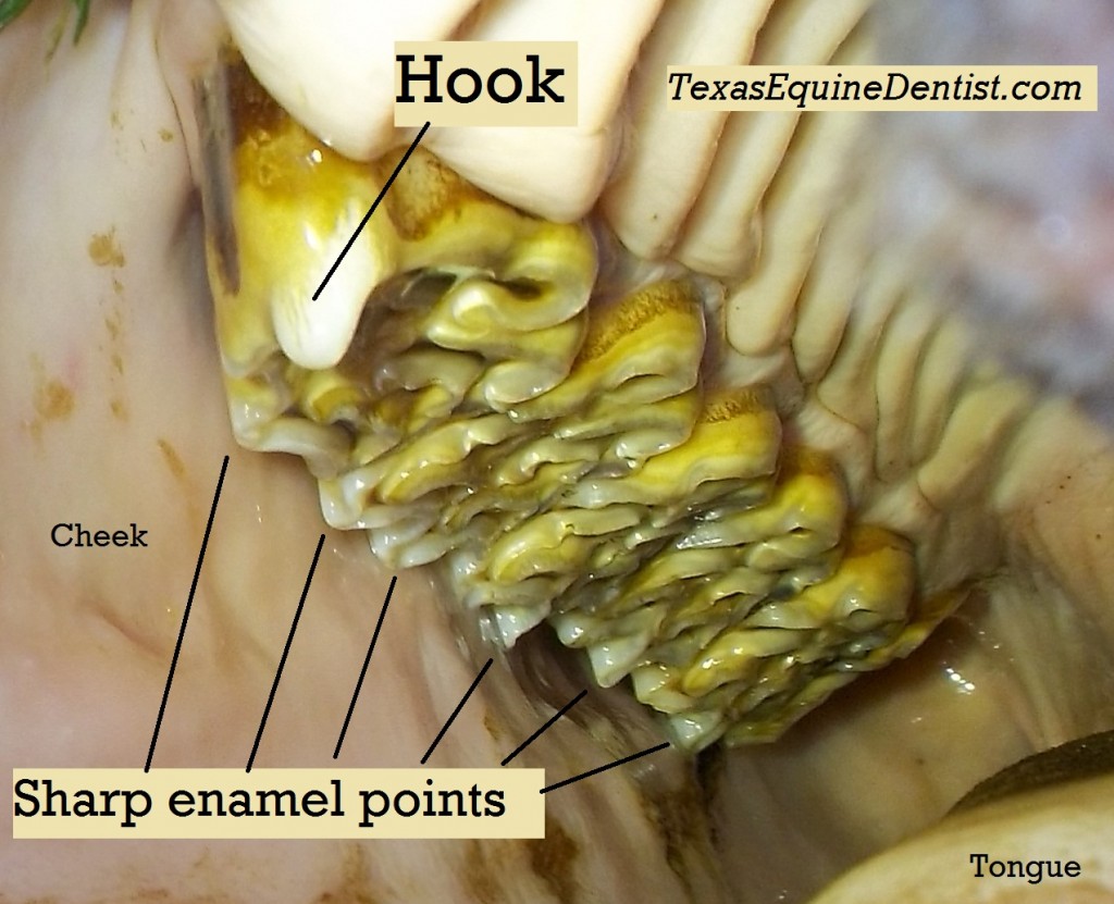 1000015beforea Texas Equine Dentistry Blog Texas Equine Dentistry Blog