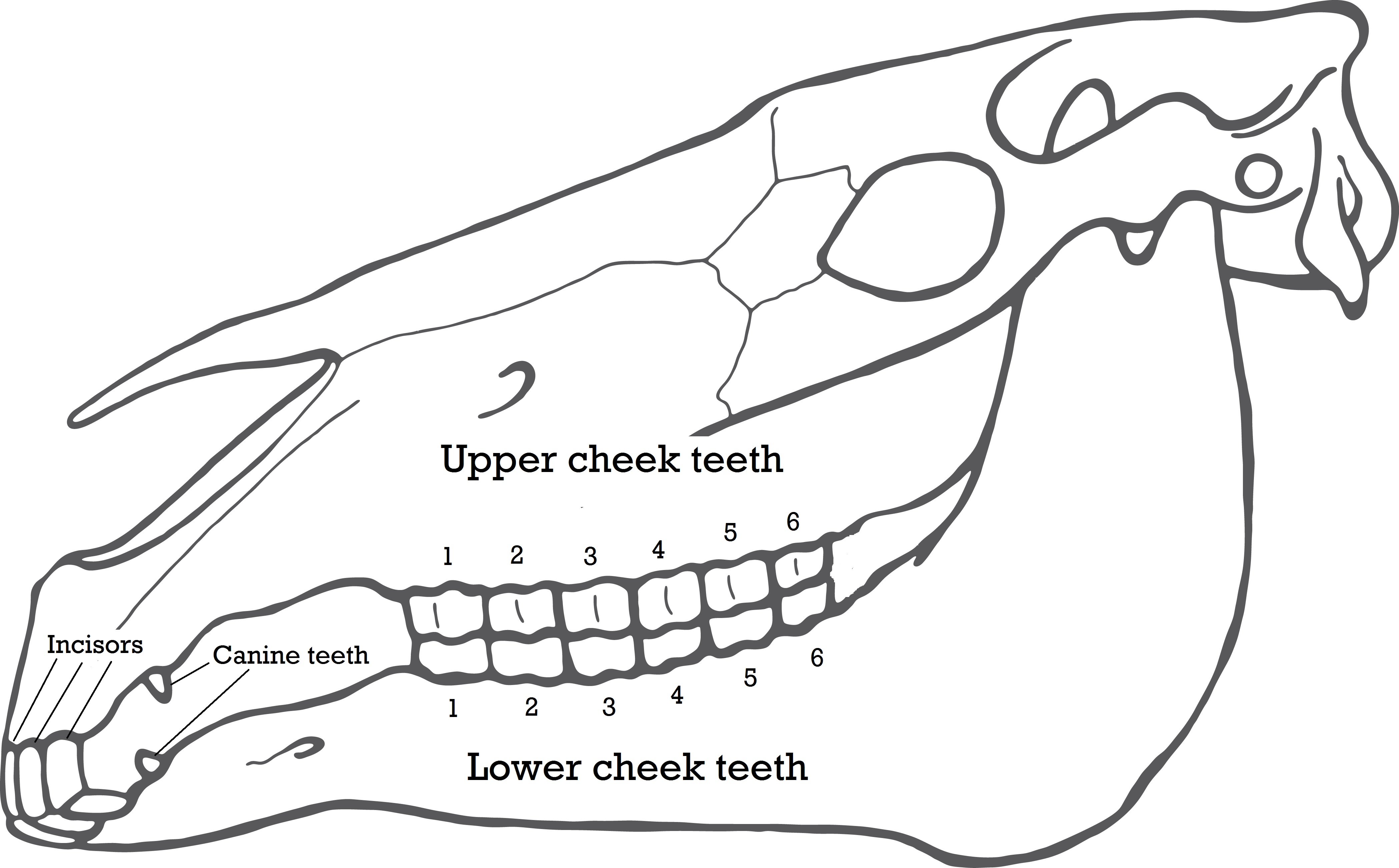 Anatomy Texas Equine Dentistry Blog Texas Equine Dentistry Blog