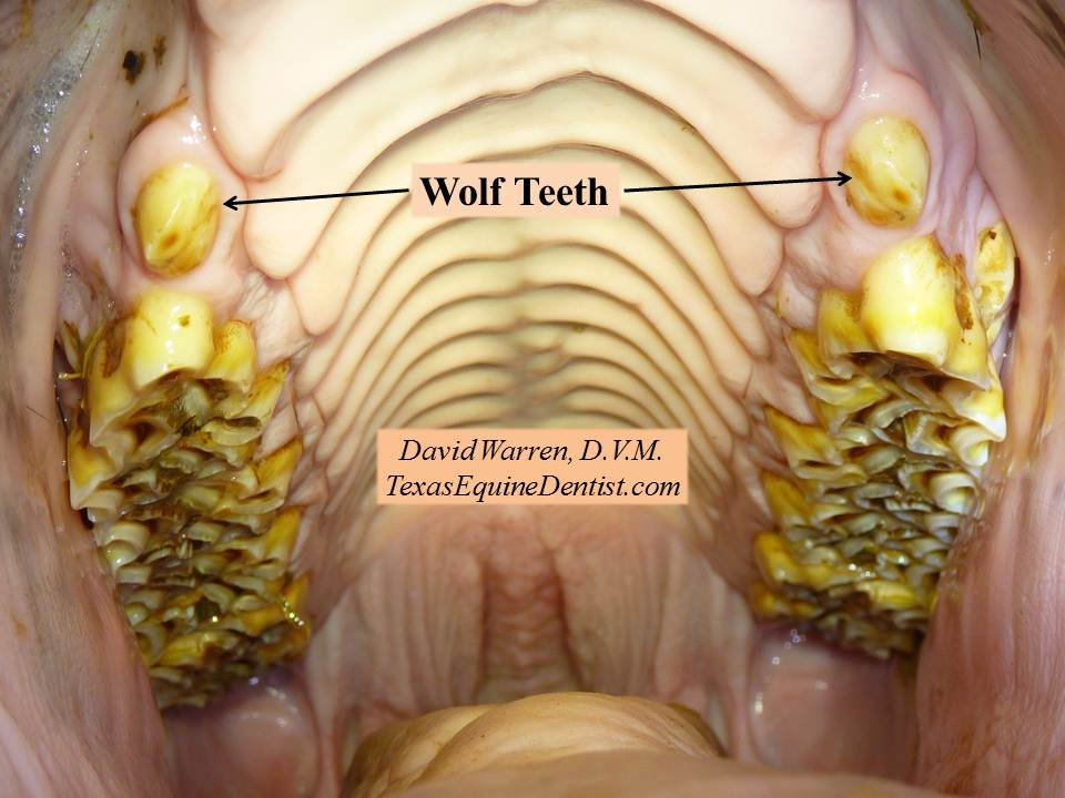 Wolfteeth Texas Equine Dentistry Blog Texas Equine Dentistry Blog