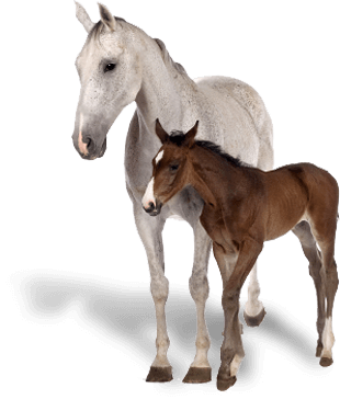 Horses