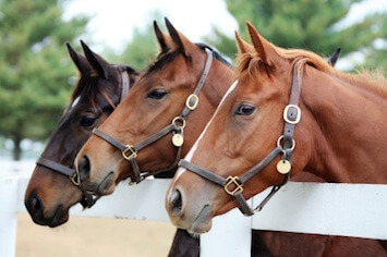 equine-dentistry-faq